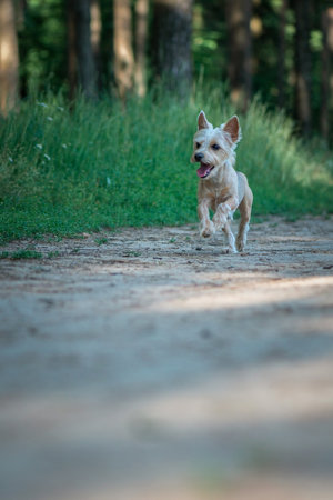 Beautiful Yorkshire terrier on a walk in the summer forest.の写真素材