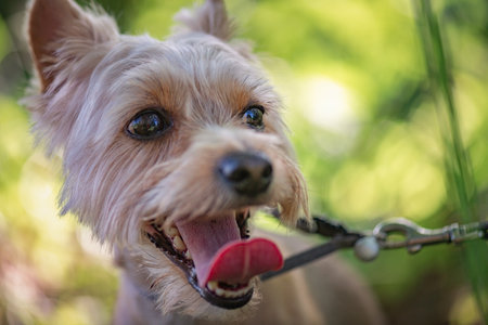 Beautiful thoroughbred Yorkshire terrier on a walk in the summer forest.の写真素材