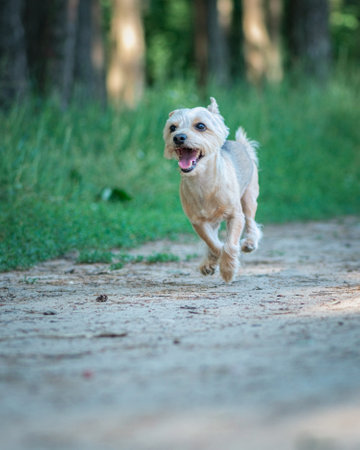 Beautiful Yorkshire terrier on a walk in the summer forest.の写真素材