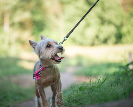 Beautiful purebred Yorkshire terrier on a walk in the summer forest.の写真素材