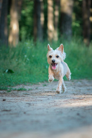 Beautiful Yorkshire terrier on a walk in the summer forest.の写真素材