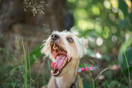 Beautiful thoroughbred Yorkshire terrier on a walk in the summer forest.の写真素材