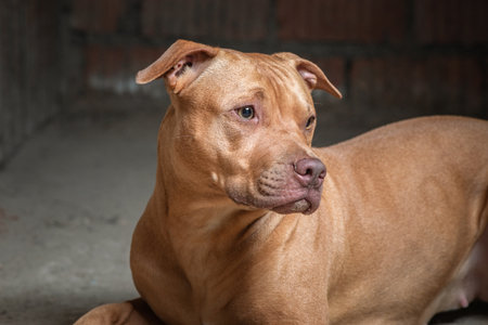 Portrait of a kind pit bull terrier in the basement of a residential building.の写真素材