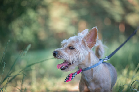 Beautiful thoroughbred Yorkshire terrier on a walk in the summer forest.の写真素材