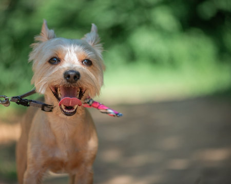 Beautiful Yorkshire terrier on a walk in the summer forest.