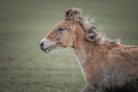 Beautiful thoroughbred horse on a farm in a cloudy spring day.の写真素材