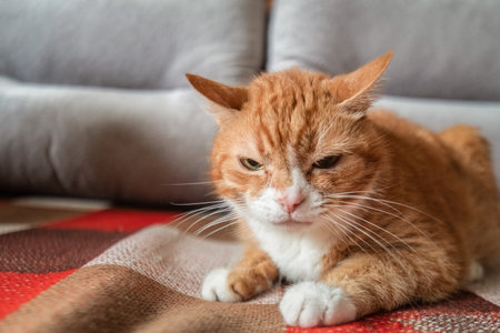 Portrait of a beautiful red cat on the carpet in the apartment.の写真素材