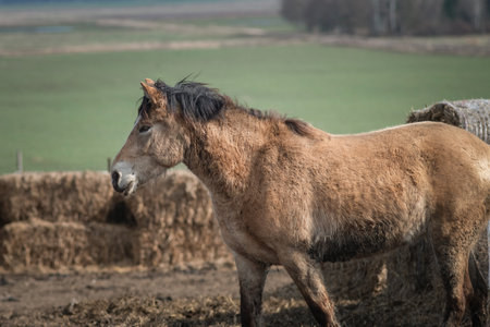 Beautiful horses in the spring on a farm in a paddock.の写真素材