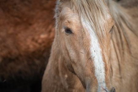 Beautiful thoroughbred horses in the spring on a farm in a paddock.