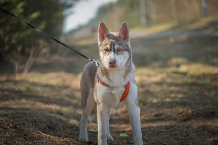 Beautiful purebred husky on a walk in the spring forest.