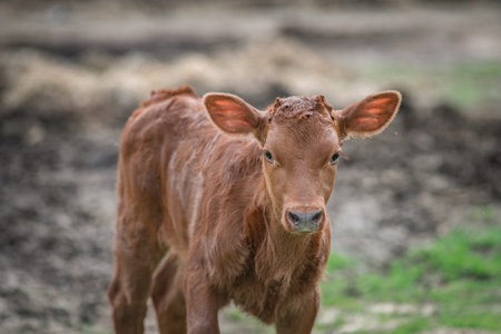 A young calf on a farm.の写真素材