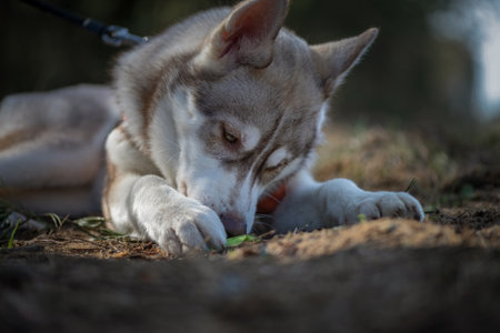 Beautiful purebred husky on a walk in the spring forest.