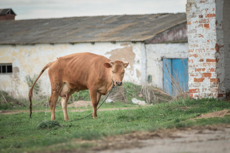 A young beautiful thoroughbred calf on a farm.の写真素材