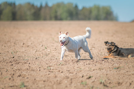 Two dogs playing merrily in the field, on a sunny afternoon.の写真素材