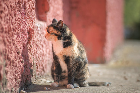 Portrait of a beautiful stray cat.の写真素材