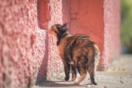 Portrait of a beautiful stray cat on a bright sunny day.の写真素材