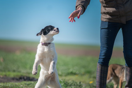 A beautiful non-breed dog on a walk in the field.の写真素材