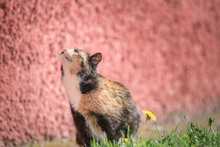 Portrait of a beautiful stray cat on a bright sunny day.の写真素材