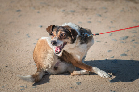 A beautiful non-breed dog on a walk in the field.の写真素材