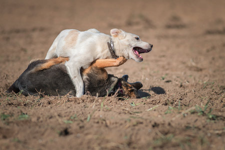 Two dogs playing in the field, on a sunny afternoon.