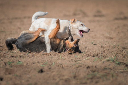 Two dogs playing merrily in the field, on a sunny afternoon.の写真素材