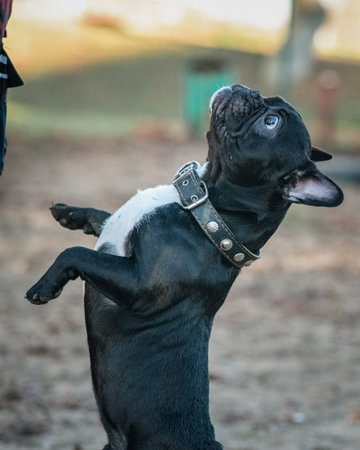Beautiful thoroughbred French bulldog on a walk in the park in early spring.の写真素材