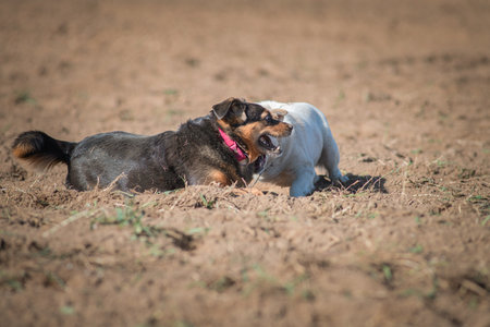 Two dogs playing merrily in the field, on a sunny afternoon.