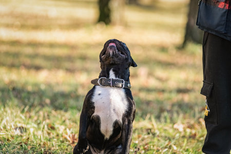 Beautiful French bulldog on a walk in the park in early spring.の写真素材