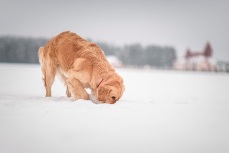 Beautiful purebred golden retriever on a cloudy winter day in the snow.の写真素材