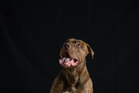 Portrait of a beautiful thoroughbred American Pit Bull Terrier in the studio, close-up.