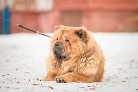 Portrait of a beautiful pony dog Chow Chow Sunshi Quan in a winter park.の写真素材