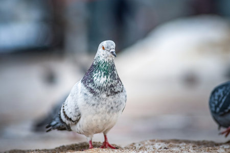 Portrait of a beautiful urban pigeon in the park in winter.の写真素材