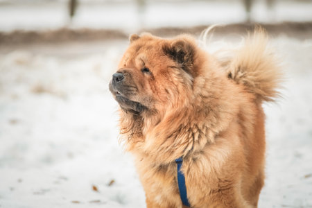 Portrait of a beautiful Chow Chow dog in a winter park.の写真素材