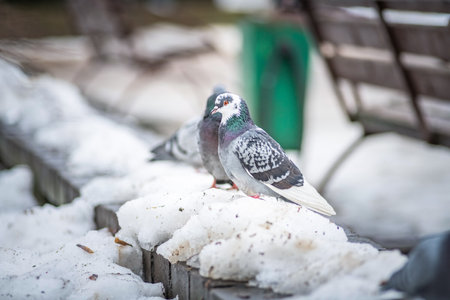 Portrait of a beautiful urban pigeon in the park in winter.の写真素材