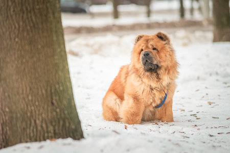 Portrait of a beautiful pony dog Chow Chow Sunshi Quan in a winter park.の写真素材