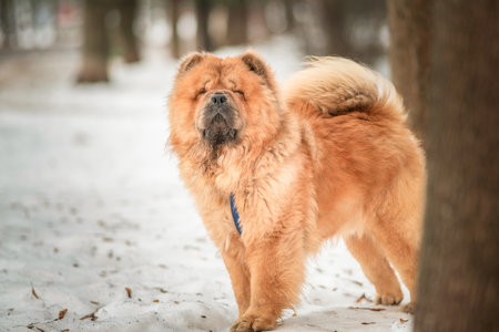 Portrait of a beautiful Chow Chow in a winter park.の写真素材