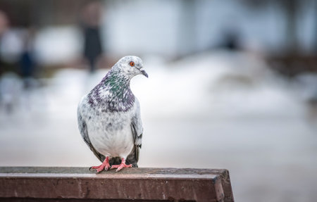 Portrait of a beautiful urban pigeon in the park in winter.の写真素材