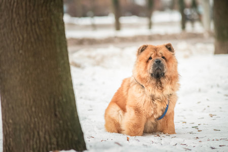 Portrait of a beautiful Chow Chow dog in a winter park.の写真素材