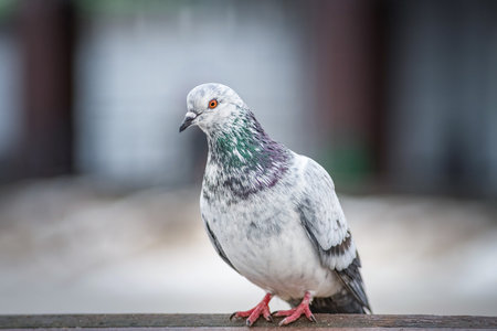 Portrait of a beautiful urban pigeon in the park in winter.の写真素材