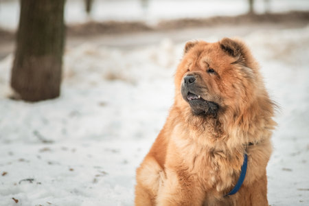 Portrait of a beautiful Chow Chow dog in a winter park.の写真素材