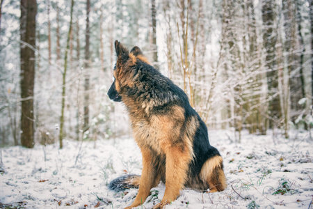Portrait of a beautiful thoroughbred long-haired shepherd dog in the winter forest.