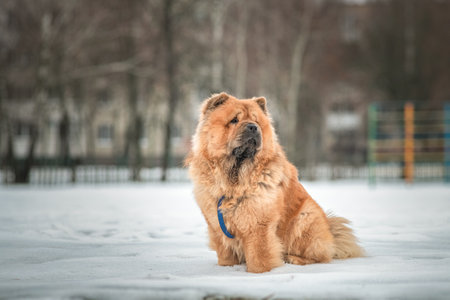Portrait of a beautiful purebred chow-chow dog in the snow.の写真素材
