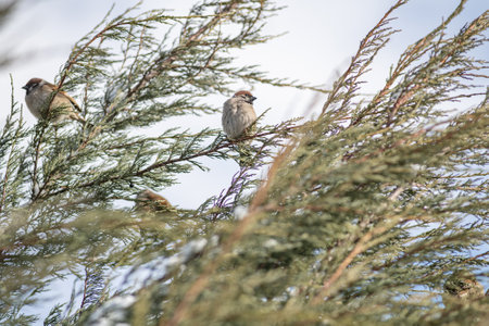 Sparrows sit on the branches of a tree against the sky.