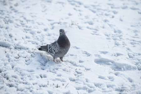 Beautiful city pigeon on spring snow.の写真素材