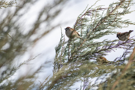 Sparrows sit on the branches of a tree against the sky.