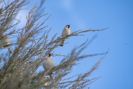 Sparrows sit on the branches of a tree against the sky.の写真素材
