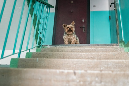 Beautiful purebred Yorkshire terrier in the entrance of a residential building.の写真素材