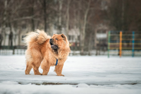 Portrait of a beautiful purebred chow-chow dog in the snow.の写真素材