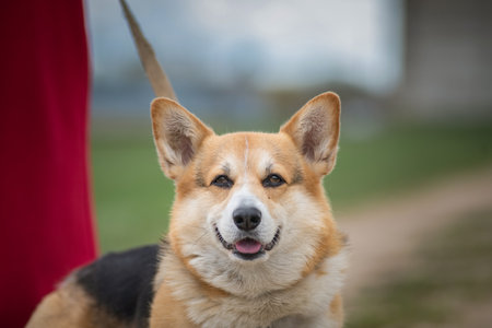 Portrait of a beautiful corgi dog close-up outdoors.の写真素材