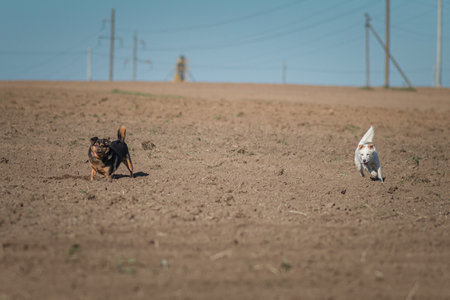 A beautiful non-breed dog on a walk in the field.の写真素材